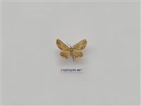 藏品(尺蛾239)的圖片